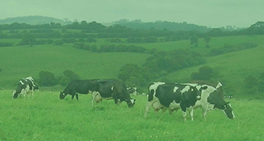 milking-and-effluent